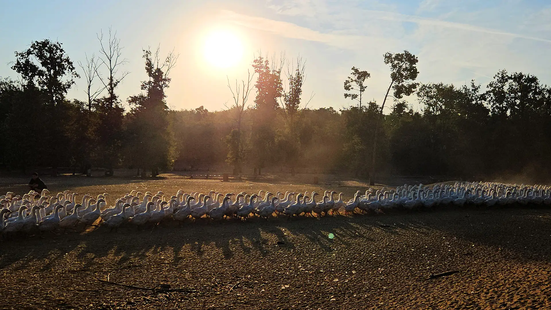 Freilaufende Gänse im Morgengrauen in der ungarischen Tiefebene